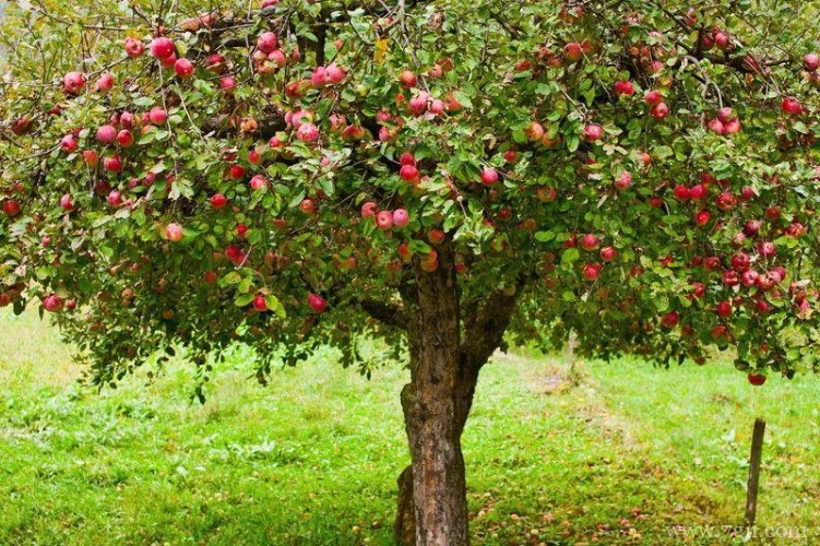 延安市的市花是什么？