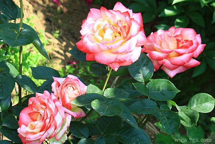 韩城市的市花是什么？