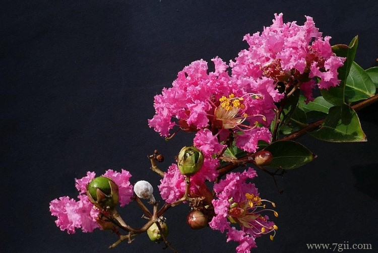 韩城市的市花是什么？