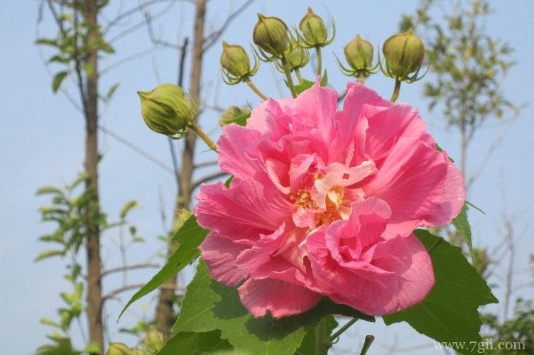 成都市的市花是什么？