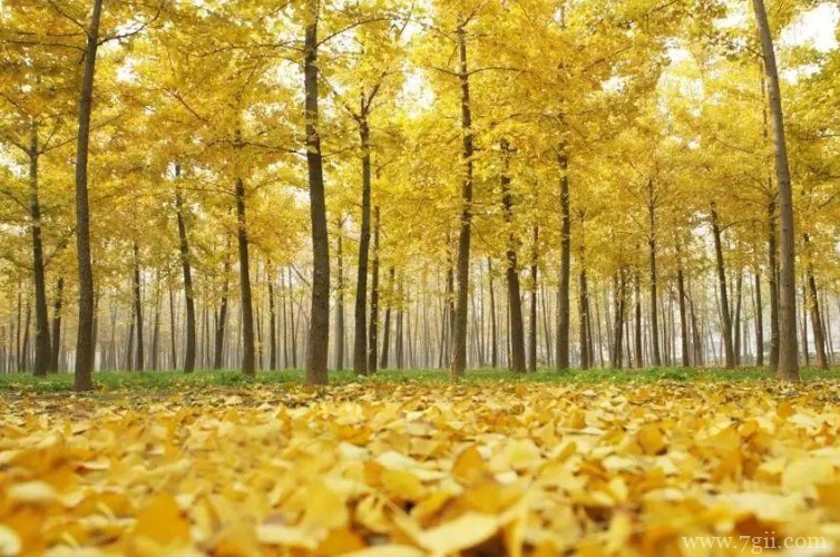 成都市的市花是什么？