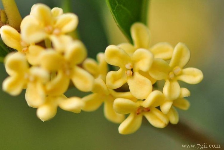 广安市的市花是什么？