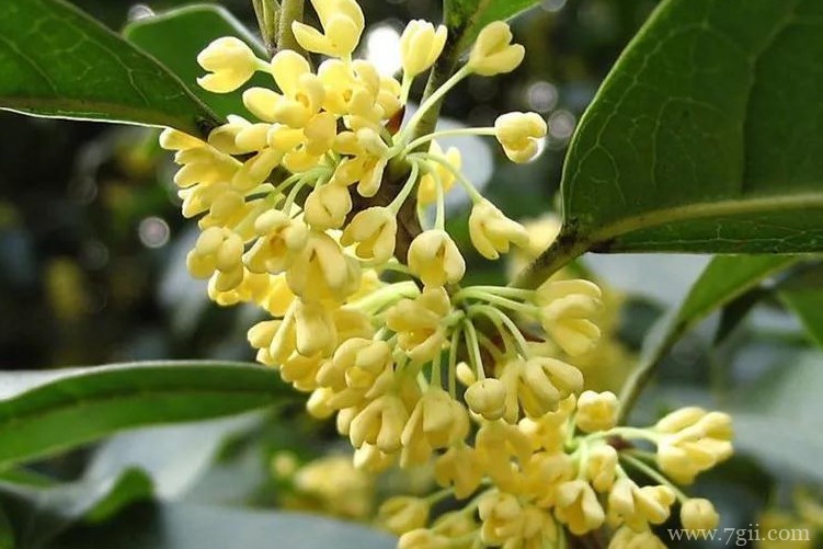 广安市的市花是什么？