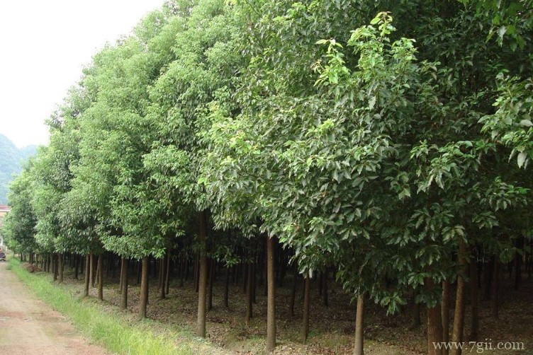 广安市的市花是什么？