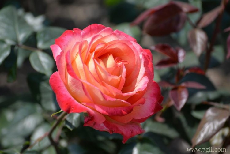 德阳市的市花是什么？