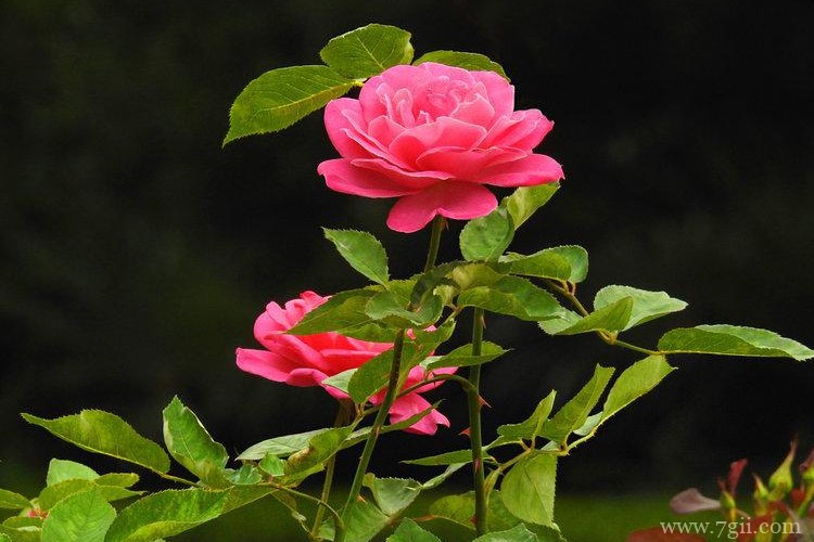 德阳市的市花是什么？