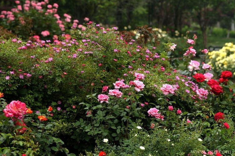 德阳市的市花是什么？