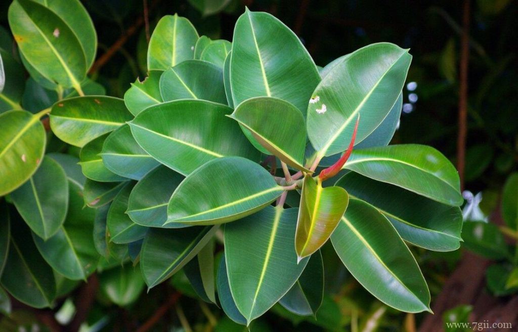 橡皮树几月份开花？春季的5～6月