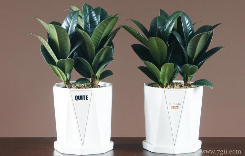 橡皮树怎么繁殖？橡皮树的常见繁殖方法