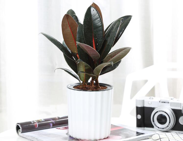 橡皮树怎么去头？橡皮树的去头方法