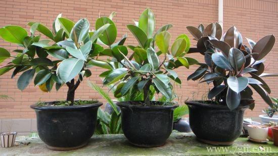 橡皮树怎么水培繁殖？