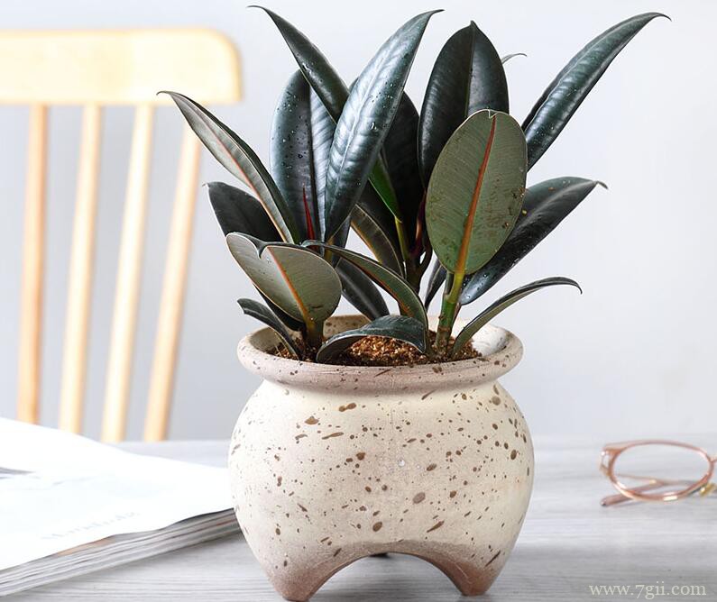 橡皮树叶子弯曲怎么办？