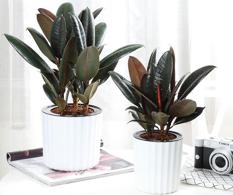 橡皮树叶子弯曲怎么办？