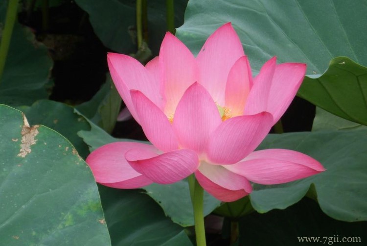 聊城市的市花是什么？