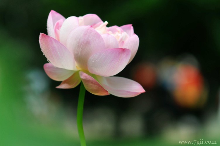 聊城市的市花是什么？