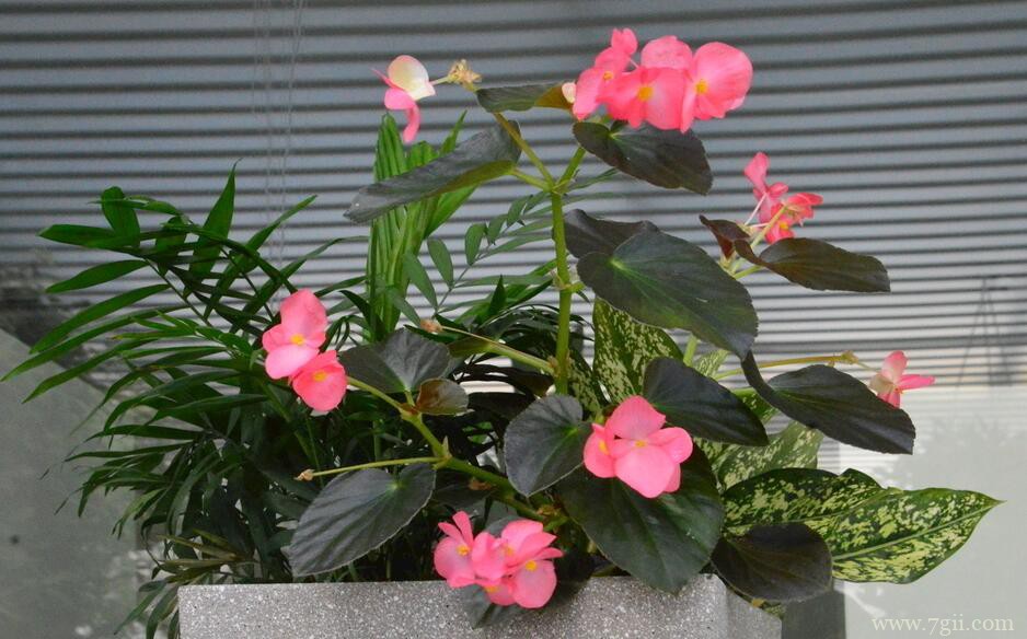 四季海棠叶片发黄怎么办？