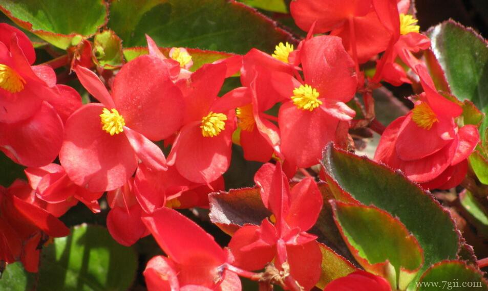 四季海棠叶片发黄怎么办？