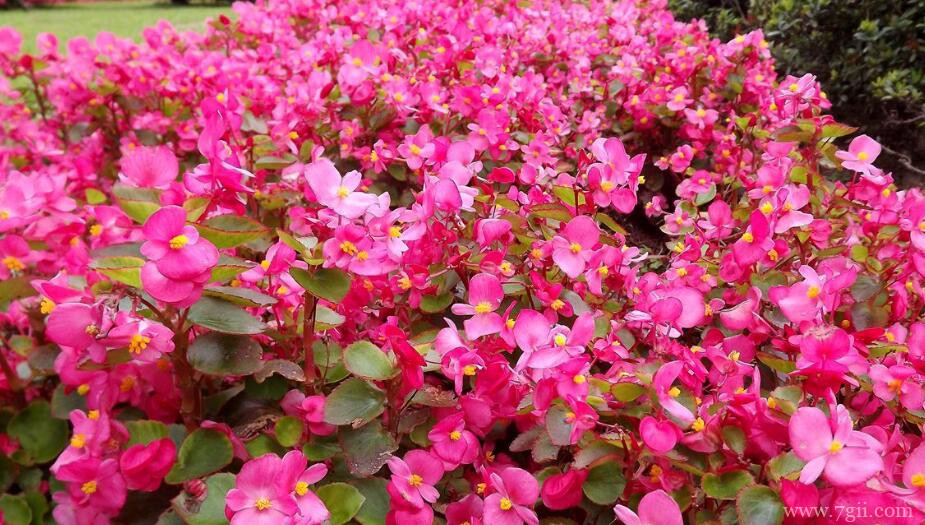 四季海棠好养吗？注意水肥问题