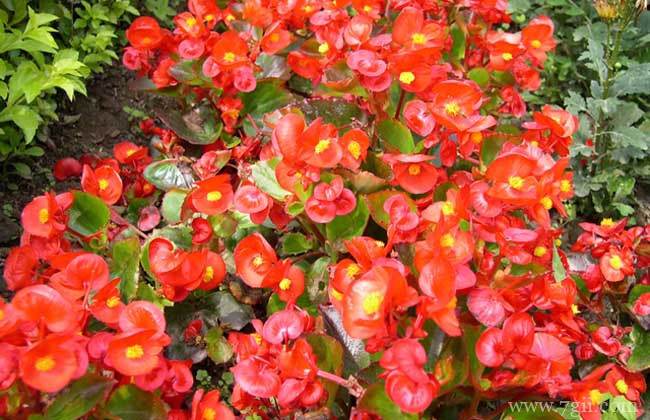 四季海棠花多少钱？不同地区价格不同