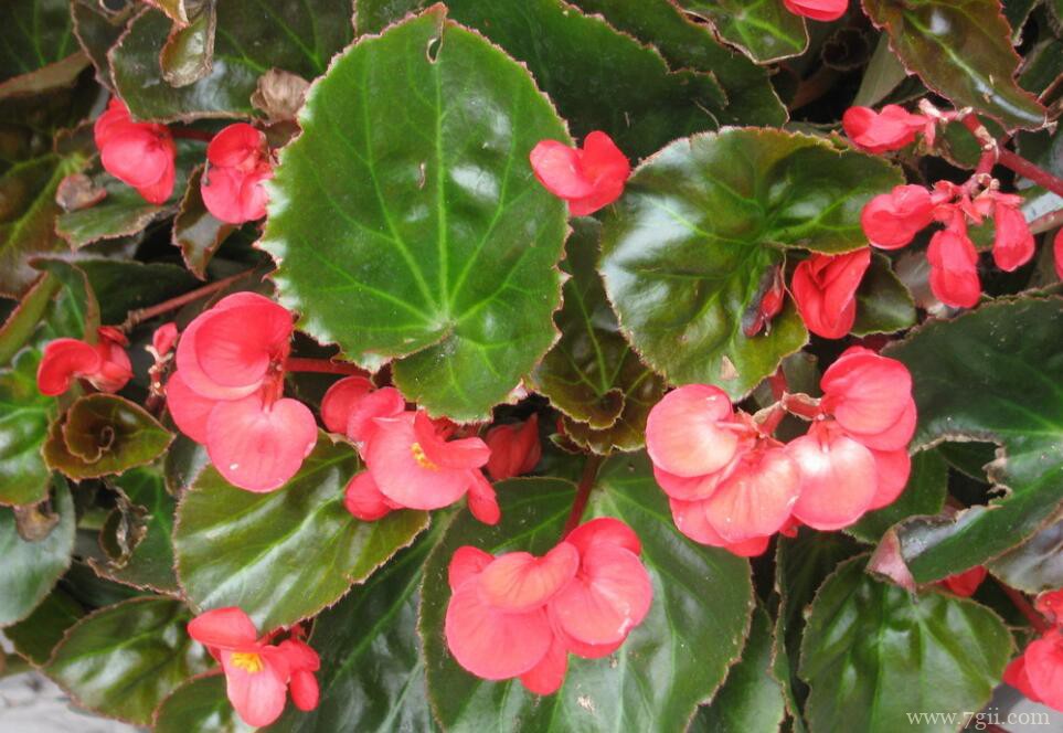 四季海棠花多少钱？不同地区价格不同