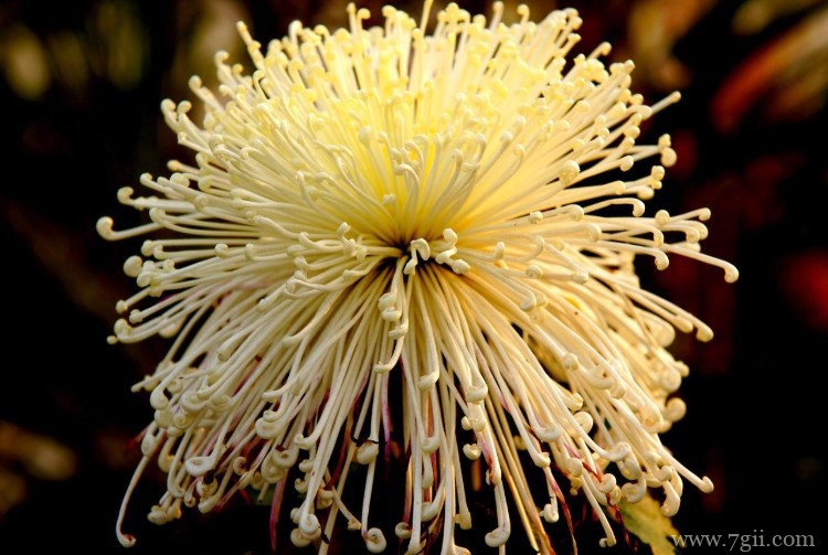 太原市的市花是什么？