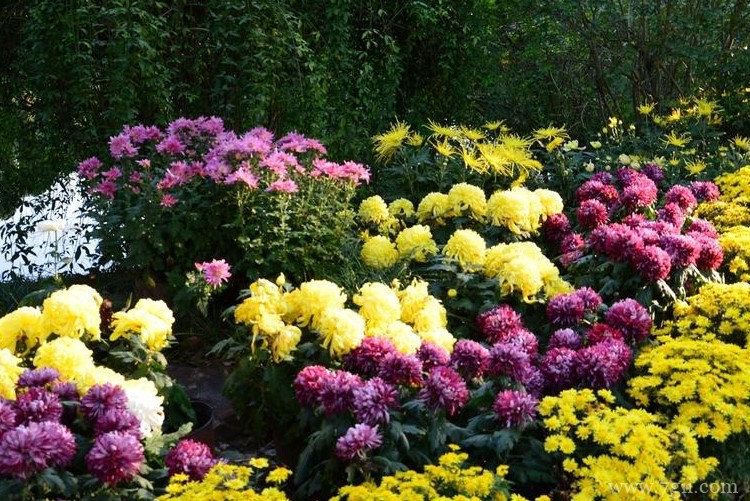 太原市的市花是什么？