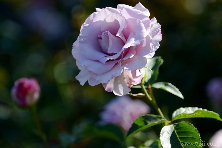 长治市的市花是什么？