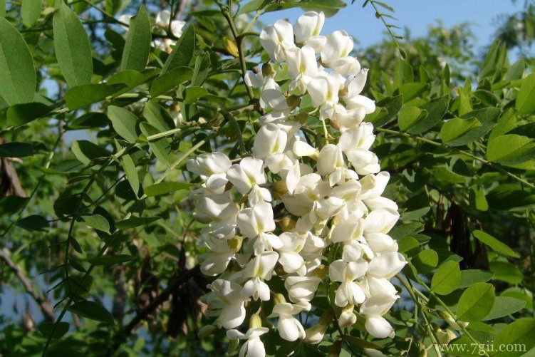 长治市的市花是什么？