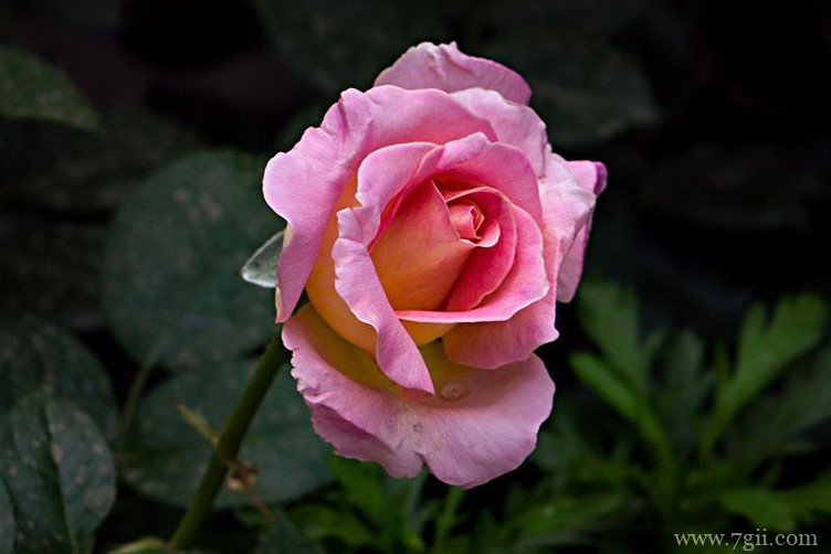 晋中市的市花是什么？