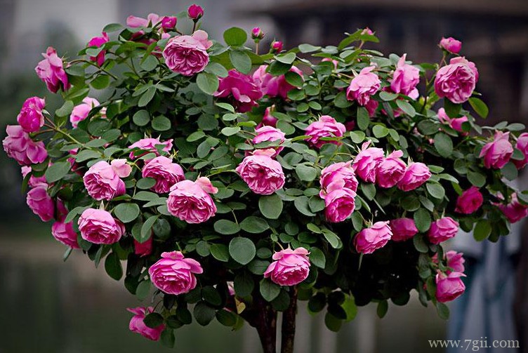 晋中市的市花是什么？