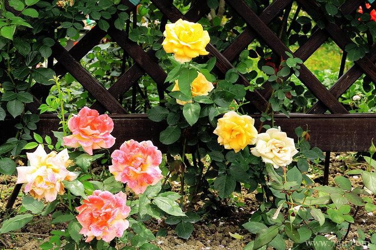 晋中市的市花是什么？