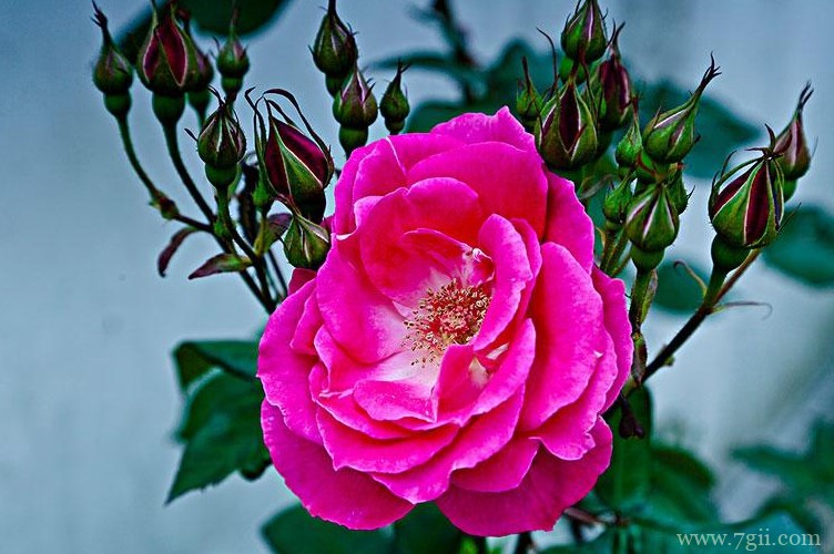 运城市的市花是什么？