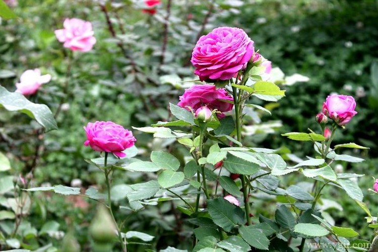 运城市的市花是什么？