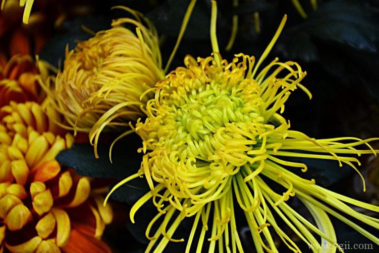 运城市的市花是什么？