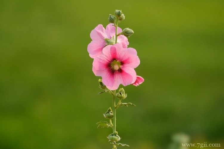 朔州市的市花是什么？