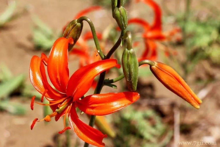 吕梁市的市花是什么？