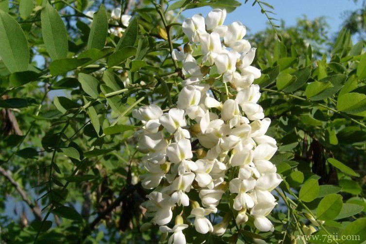 吕梁市的市花是什么？