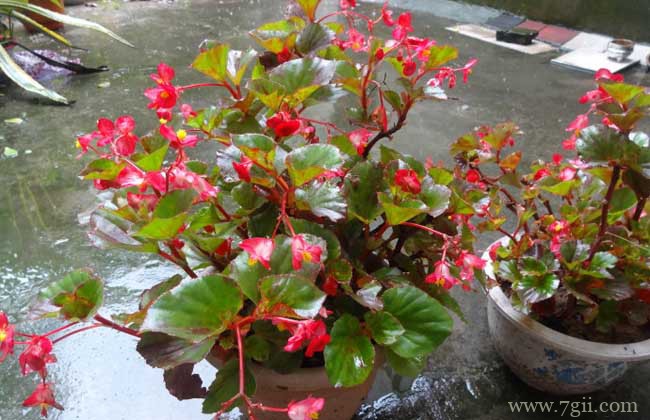 四季海棠的养殖方法和注意事项