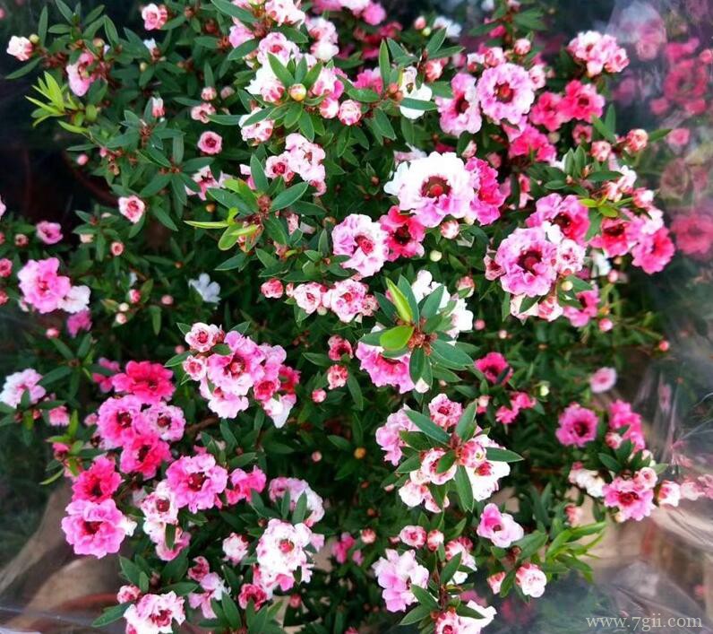 松红梅的图片大全，松红梅高清图片！