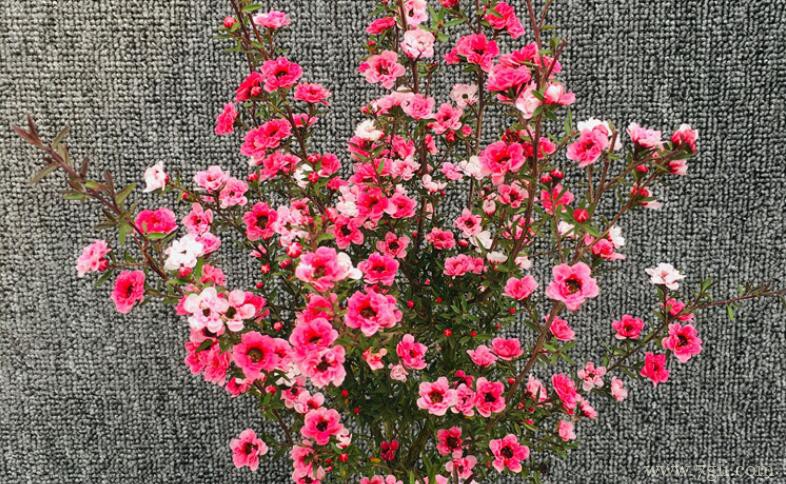 松红梅的图片大全，松红梅高清图片！