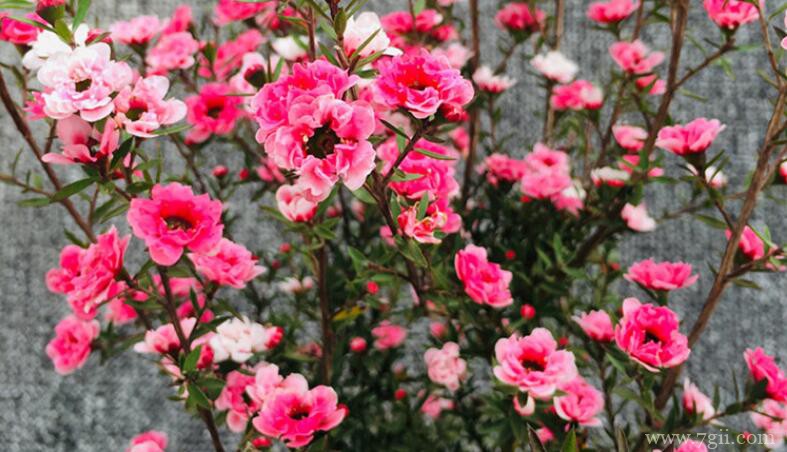 松红梅的图片大全，松红梅高清图片！