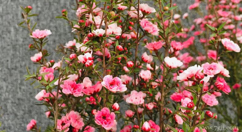 松红梅的图片大全，松红梅高清图片！