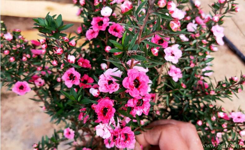 松红梅的图片大全，松红梅高清图片！