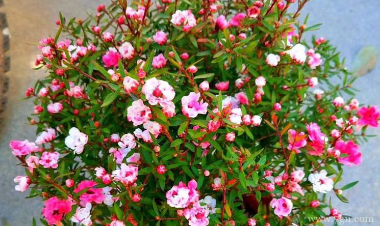 松红梅的图片大全，松红梅高清图片！