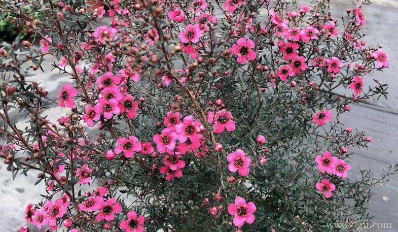 松红梅的图片大全，松红梅高清图片！