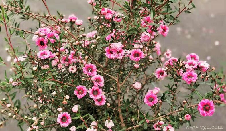 松红梅的图片大全，松红梅高清图片！