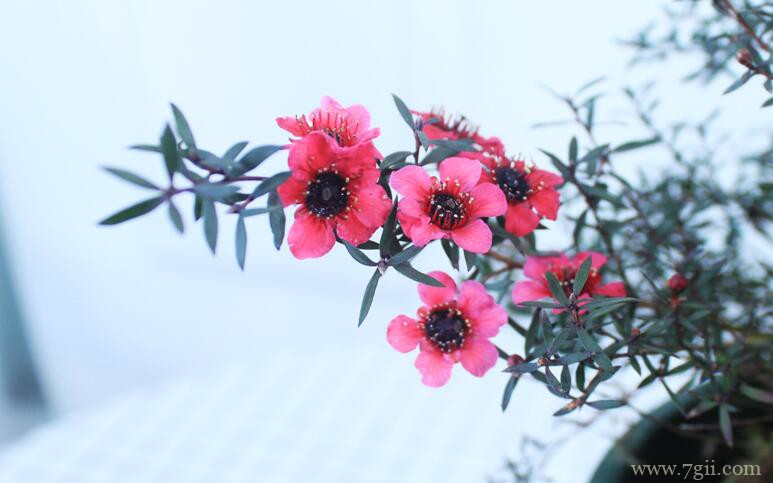 松红梅的图片大全，松红梅高清图片！