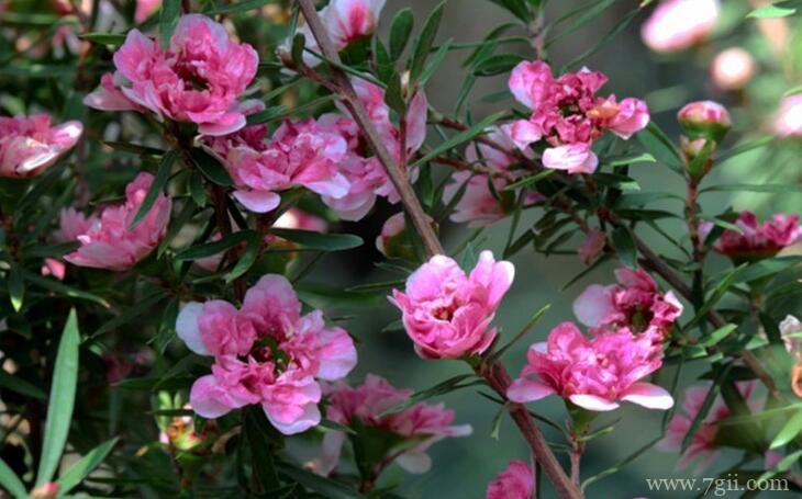 松红梅干枯后还可以救活吗？