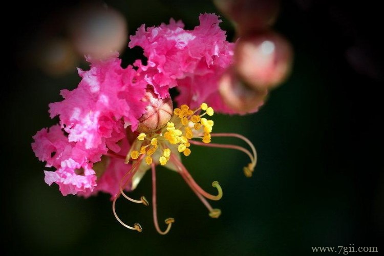 晋城市的市花是什么？