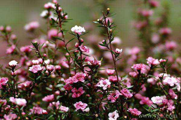 松红梅叶子发黄怎么办？